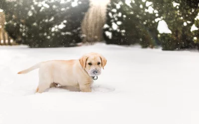Zimní komfort pro čtyřnohé parťáky: jak dopřát pohodu i v mrazech