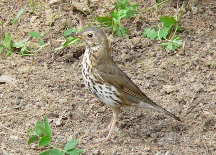 Drozd zpěvný známý i neznámý