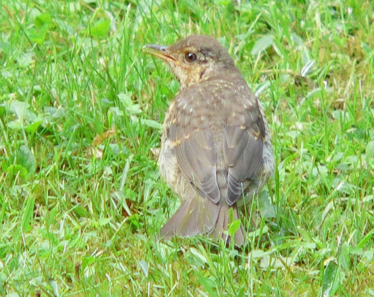 Mladý drozd zpěvný.