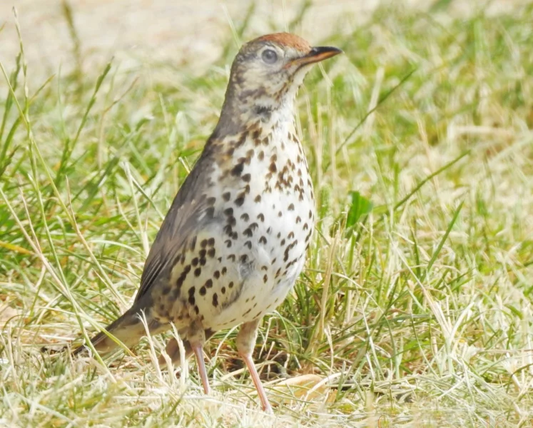 Drozd od Rakovníka.