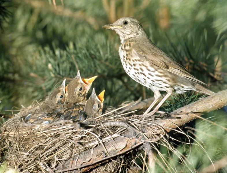 Drozd zpěvný u hnízda.