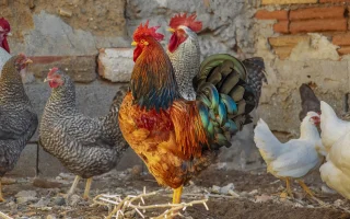 Poznávají slepice lidi? Překvapivé schopnosti drůbeže, které mění pohled na chov