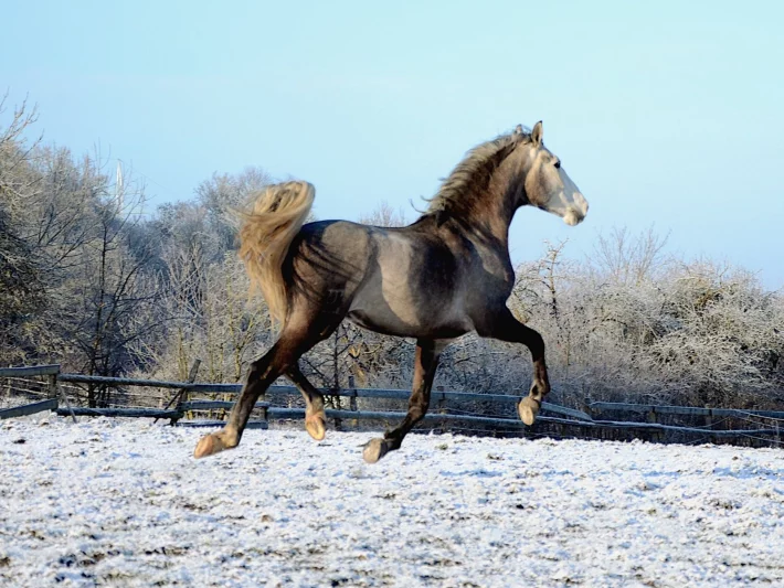Proč koně v zimě vyhazují a mají moc energie?