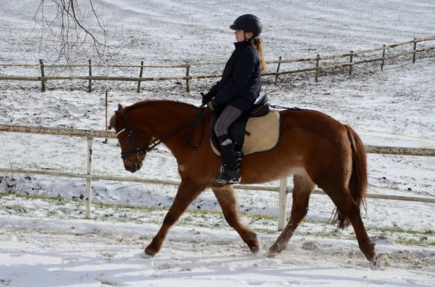 Proč koně v zimě vyhazují a mají moc energie?