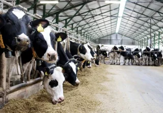 Nejlepší chovatelé holštýnského skotu 2025