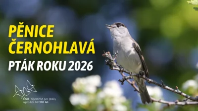 Ptákem roku 2026 je pěnice černohlavá