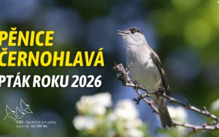 Ptákem roku 2026 je pěnice černohlavá