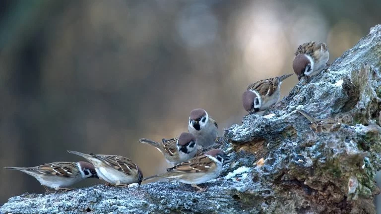 Rekordní Ptačí hodinky se zúčastnilo téměř 40 tisíc lidí. Kosů přibývá, zvonci mizí