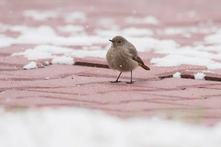 Rekordní Ptačí hodinky se zúčastnilo téměř 40 tisíc lidí. Kosů přibývá, zvonci mizí