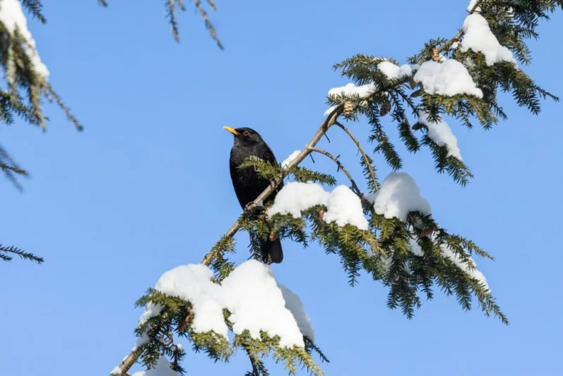 Rekordní Ptačí hodinky se zúčastnilo téměř 40 tisíc lidí. Kosů přibývá, zvonci mizí