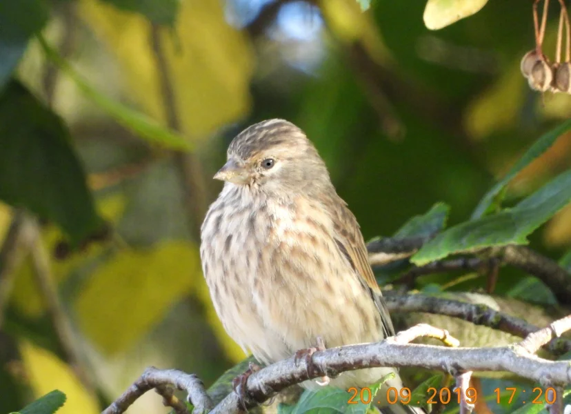 Zbarvením ne zcela typická samice