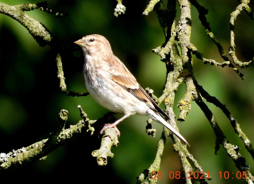 Samice mutační hnědá