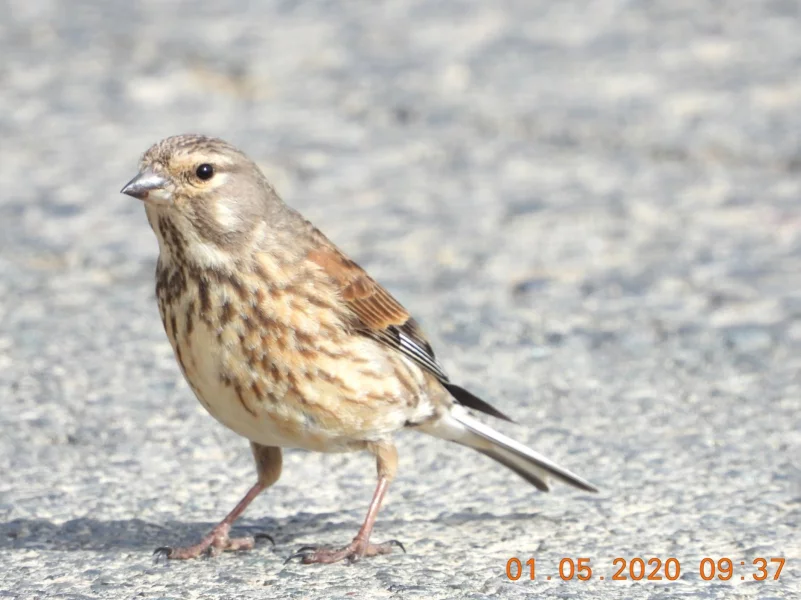 Samice obvyklého vybarvení