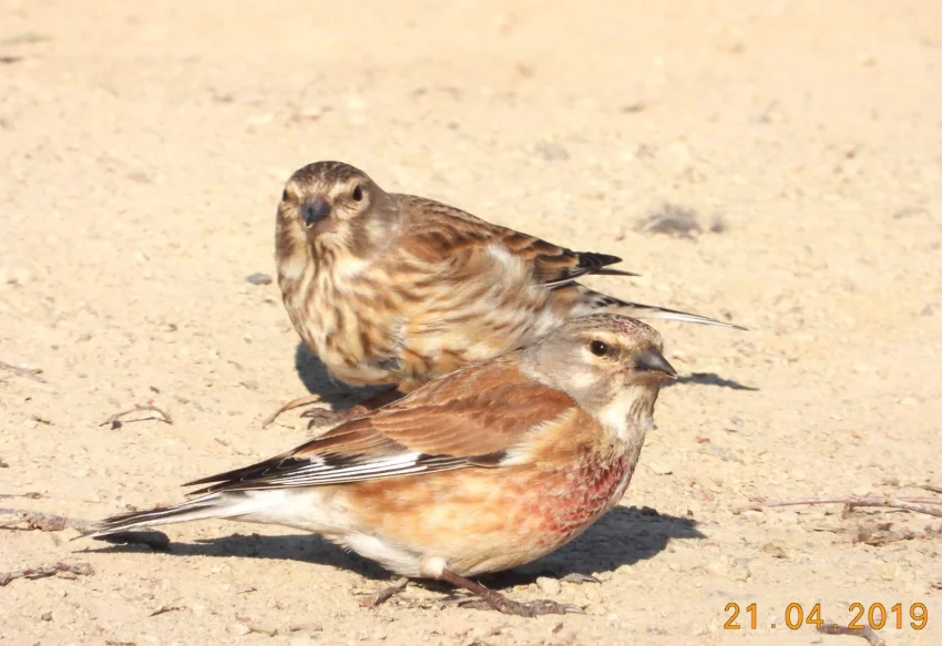 Pár konopek obvyklého vybarvení
