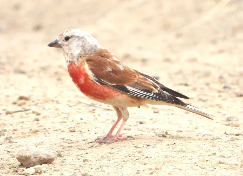 Samec částečný albín