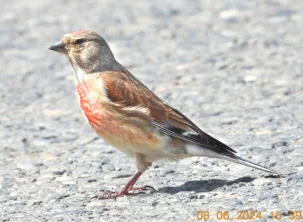 Konopky, opravdu je známe?