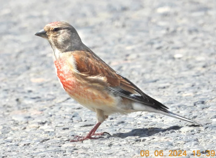 Konopky, opravdu je známe?