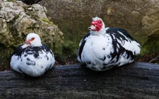 Jaro je tu – rozdělení chovné vodní drůbeže do kmenů a jejich výživa