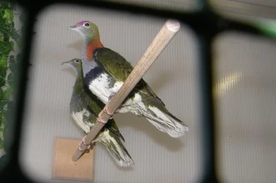 Plodožraví holubi  rodu Ptilinopus