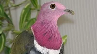 Plodožraví holubi  rodu Ptilinopus