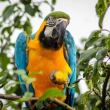 Běžné druhy ovoce ve výživě papoušků