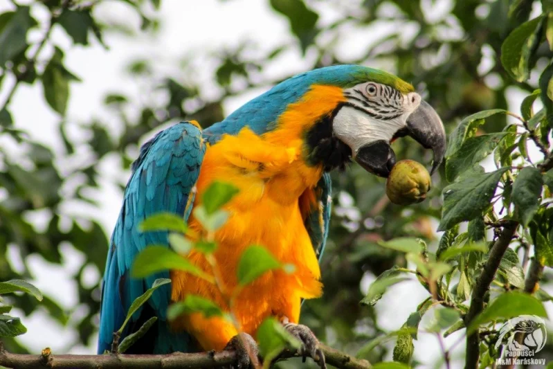 Běžné druhy ovoce ve výživě papoušků