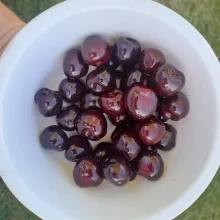 Běžné druhy ovoce ve výživě papoušků