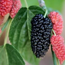 Běžné druhy ovoce ve výživě papoušků