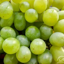 Běžné druhy ovoce ve výživě papoušků