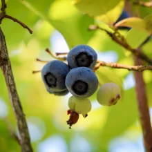 Běžné druhy ovoce ve výživě papoušků