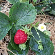Běžné druhy ovoce ve výživě papoušků