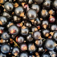 Běžné druhy ovoce ve výživě papoušků