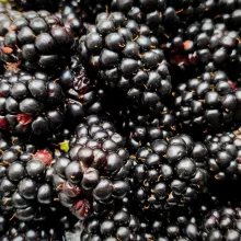 Běžné druhy ovoce ve výživě papoušků