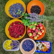 Běžné druhy ovoce ve výživě papoušků