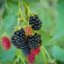 Běžné druhy ovoce ve výživě papoušků