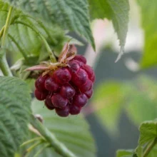 Běžné druhy ovoce ve výživě papoušků