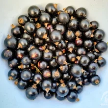 Běžné druhy ovoce ve výživě papoušků