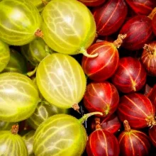 Běžné druhy ovoce ve výživě papoušků