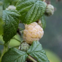 Běžné druhy ovoce ve výživě papoušků