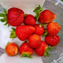 Běžné druhy ovoce ve výživě papoušků