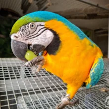 Běžné druhy ovoce ve výživě papoušků