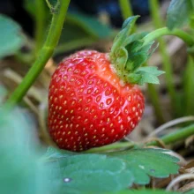 Běžné druhy ovoce ve výživě papoušků