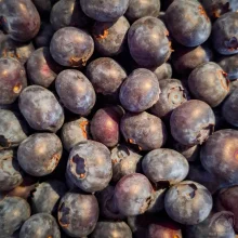 Běžné druhy ovoce ve výživě papoušků