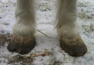 Jak poznat schvácení kopyta