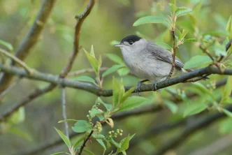Sto let pro ptáky a pro lidi. Česká společnost ornitologická oslaví významné výročí