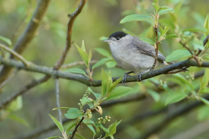 Sto let pro ptáky a pro lidi. Česká společnost ornitologická oslaví významné výročí