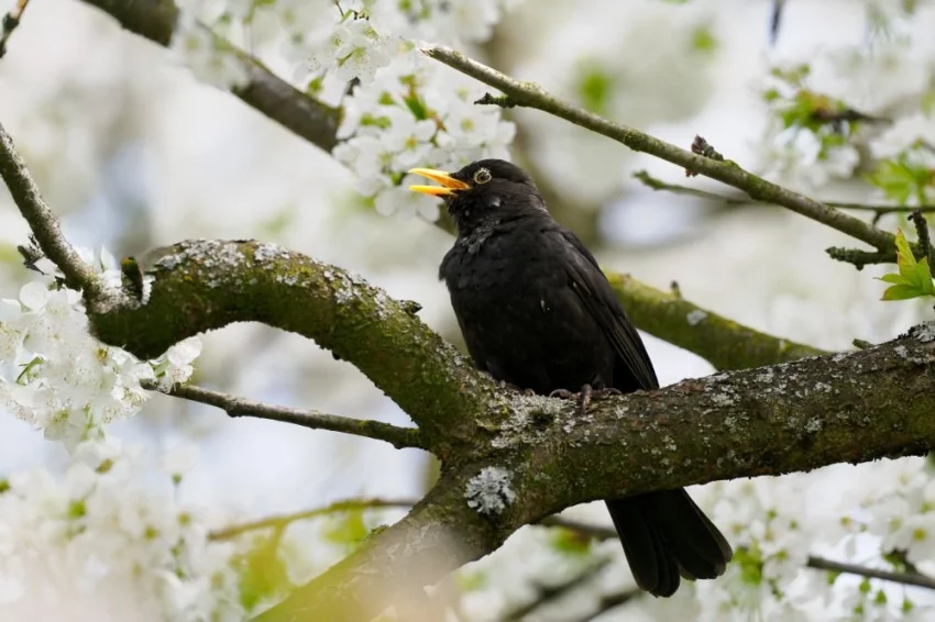 Díky více než 40 let trvajícímu výzkumu běžných ptáků získáváme cenná data o vývoji jejich populací.