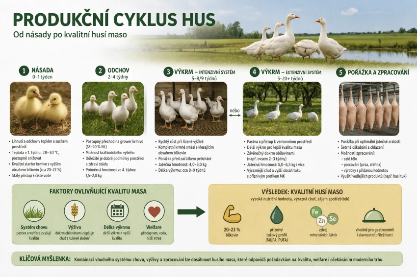 Husí maso: tradiční produkt s nevyužitým potenciálem