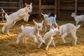 Hra není jen zábava. Co prozrazuje dovádění kůzlat o jejich welfare?