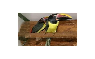 Odchov arassariů zelených - Pteroglossus viridis